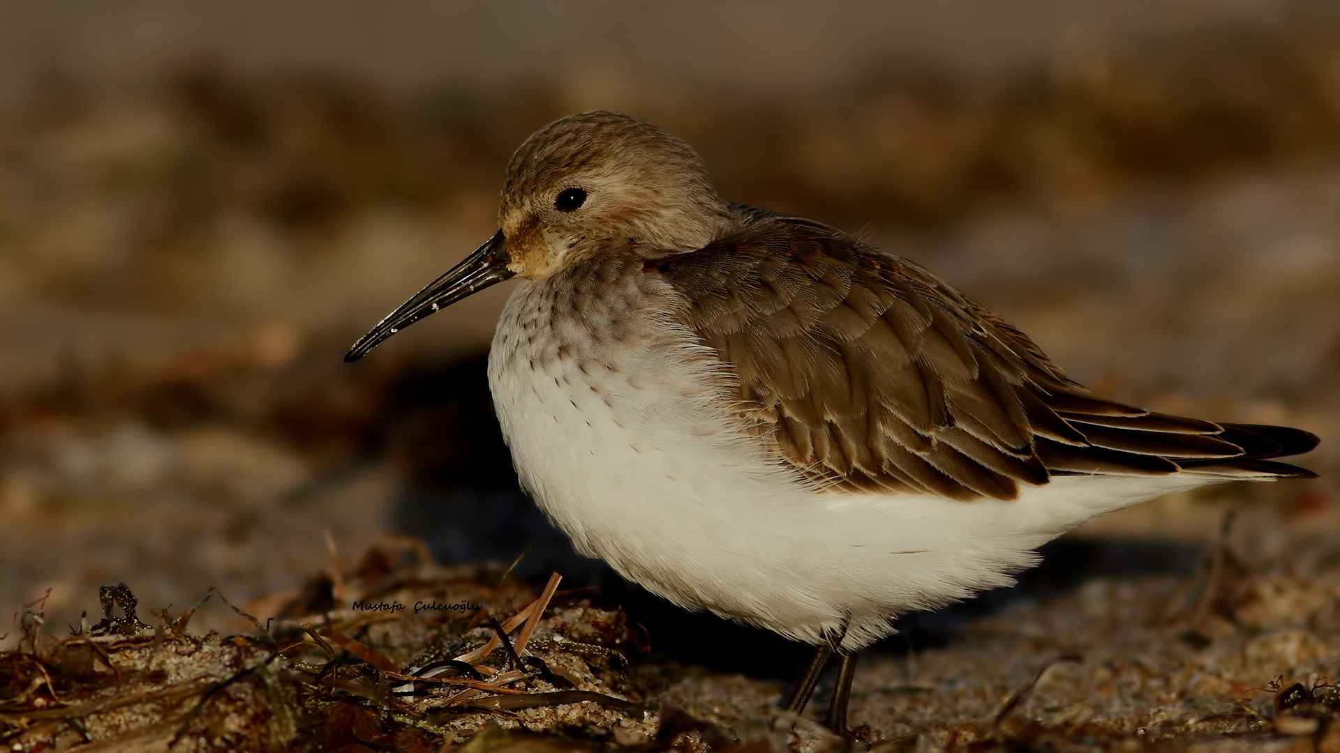 Dunlin